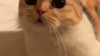 Котёночек поет песню - смотреть видео (0:29)