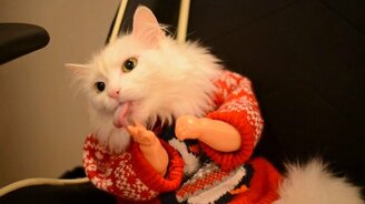 Когда у кота руки растут из нужного места - смотреть видео (0:21)