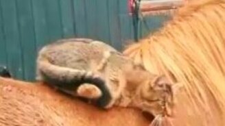 Кот дружит с лошадью - смотреть видео (0:19)