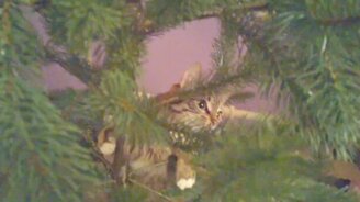 Кот осваивает ёлку - смотреть видео (1:10)