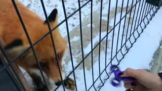 Лисичка и спиннер - смотреть видео (0:21)