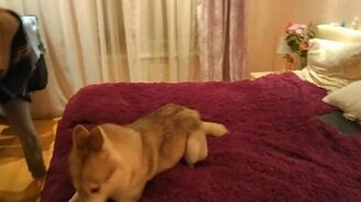 Хаски резвится на кровати - смотреть видео (1:01)