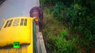 Слон против чужаков - смотреть видео (1:50)