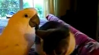 Попугай гладит кота - смотреть видео (1:06)