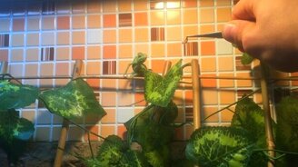 Когда длина языка равна длине тела - смотреть видео (0:18)