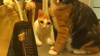 Коты против метронома - смотреть видео (0:25)