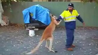 Кенгуру против мужчины - смотреть видео (2:32)