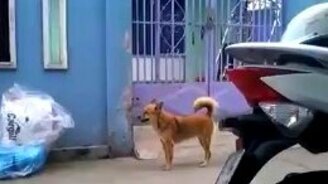 Собака ловко перелезает через забор - смотреть видео (0:41)