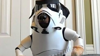 Такса-штурмовик - смотреть видео (0:43)