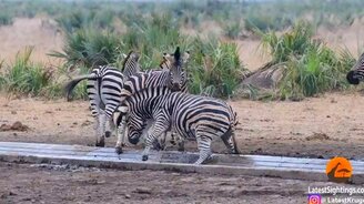 Борьба за место у водопоя - смотреть видео (1:53)