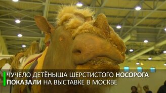 Древний шерстистый носорожик - смотреть видео (0:56)
