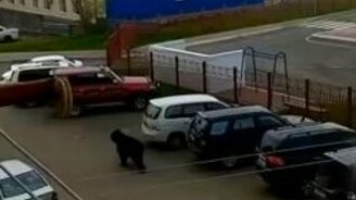 Медведь по городу идёт - смотреть видео (0:10)