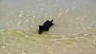 Какие на самом деле морские котики - смотреть видео (0:49)