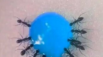 Муравьи пьют лимонад - смотреть видео (0:58)