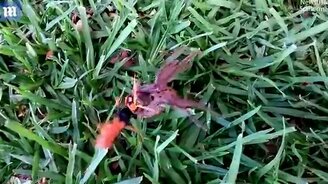 Оса против паука - кто кого? - смотреть видео (0:43)