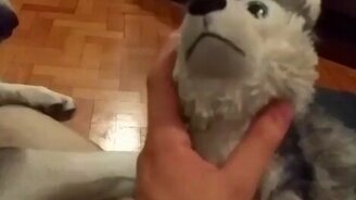 Хаски приревновал хозяйку - смотреть видео (0:18)