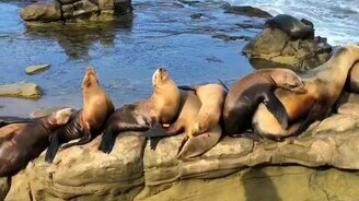 Морские львы захватили пляж - смотреть видео (0:17)