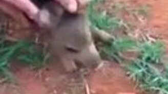 Кабанёнок - дикий зверь! - смотреть видео (2:00)