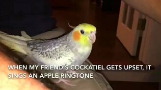 Попугай издаёт мелодию смартфона - смотреть видео (0:28)