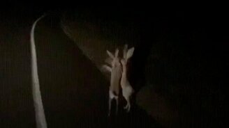 Зайцы подрались - смотреть видео (0:15)