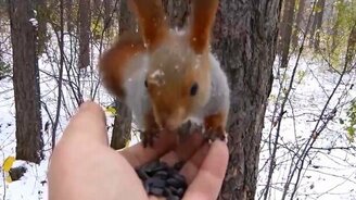 Ручная белка в парке - смотреть видео (2:01)