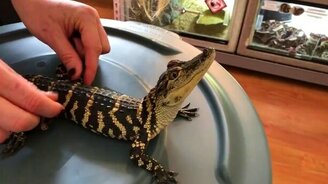 Не только кошки любят ласку - смотреть видео (0:30)