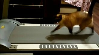 Кошка на беговой дорожке - смотреть видео (0:49)