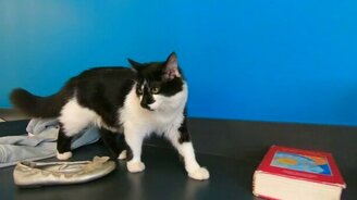 Кот-тренер для собак - смотреть видео (1:50)