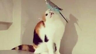 Бесстрашный попугайчик - смотреть видео (0:10)