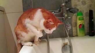 Рыжий кот не страшится воды - смотреть видео (0:25)