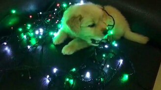 К встрече Нового года готов! - смотреть видео (0:19)