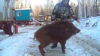 Дикий кабан Василий - смотреть видео (1:25)