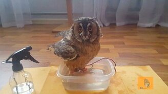 Сова, которая обожает купание - смотреть видео (1:59)