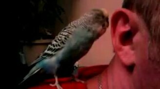 Попугай шепчет на ушко - смотреть видео (0:40)