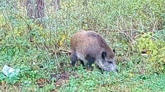 Как правильно кормить дикую свинью - смотреть видео (0:47)