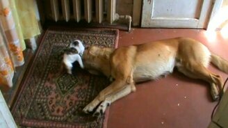 Воспитал на свою голову - смотреть видео (2:11)