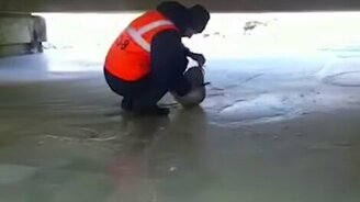 Спасение кота-старика - смотреть видео (0:49)