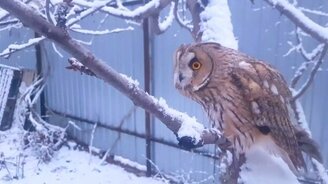 Сова и первый снег - смотреть видео (1:56)