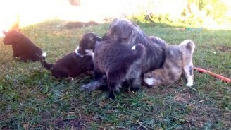 Щенячья милота - смотреть видео (6:00)