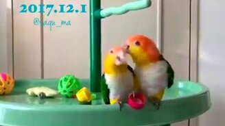 Гадкий попугай! - смотреть видео (0:33)