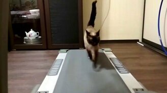 Кошка Дуся на беговой дорожке - смотреть видео (2:24)