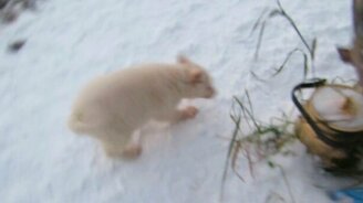 Ловля щенка лайки - смотреть видео (1:59)