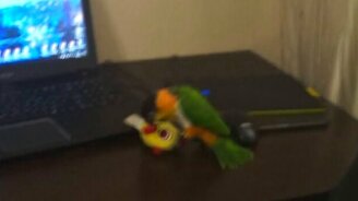 Боевой попугай - смотреть видео (0:45)