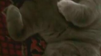 Кот не хочет на работу - смотреть видео (0:44)