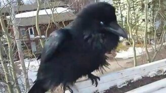 Беседа с вороном - смотреть видео (3:55)