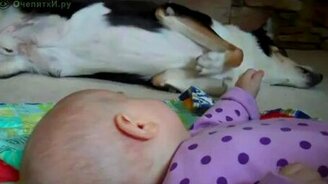 Дай лапку - смотреть видео (1:00)