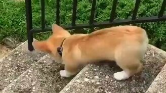 Сложности спуска по ступенькам - смотреть видео (0:17)