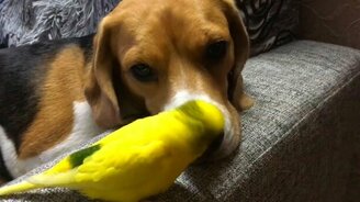 Псина и попугай ладят - смотреть видео (1:08)