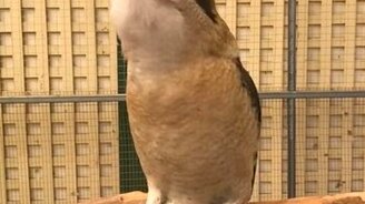 Как заставить птицу смеяться по-сатанистски - смотреть видео (0:46)