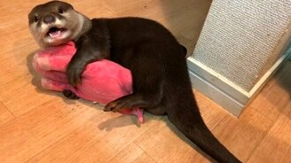 Кричащая выдра - смотреть видео (1:54)